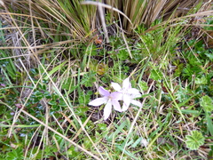 Gentianella cerastioides