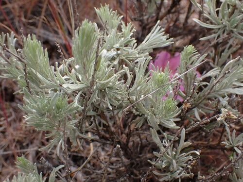 Image of Artemisia rigida by (c) John Brew, some rights reserved (CC BY)