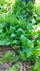 Convallaria