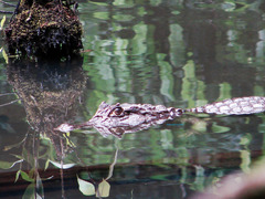 Caiman crocodilus fuscus