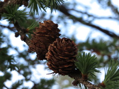 Larix kaempferi