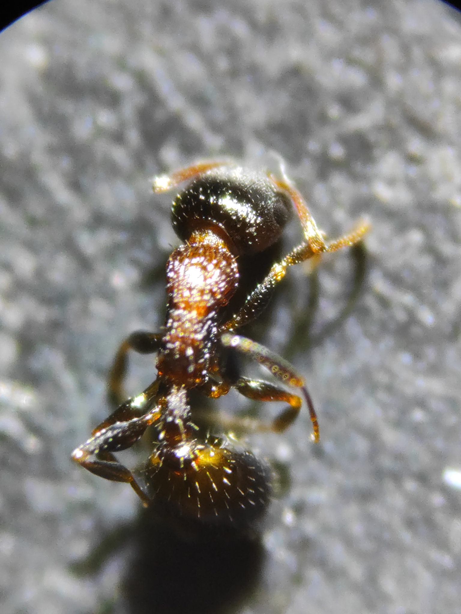 Temnothorax continentalis