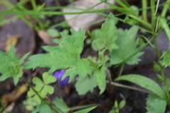 Viola subsinuata