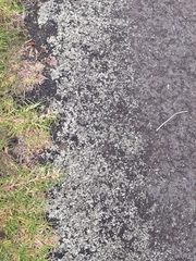 Xanthoparmelia scabrosa