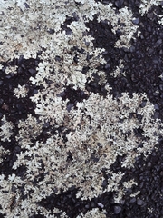 Xanthoparmelia scabrosa