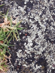 Xanthoparmelia scabrosa