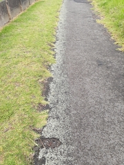 Xanthoparmelia scabrosa