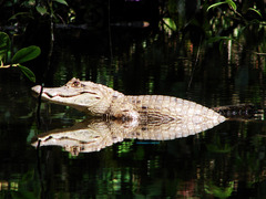 Caiman crocodilus fuscus