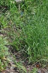 Bromus riparius