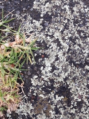 Xanthoparmelia scabrosa