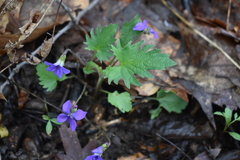 Viola subsinuata