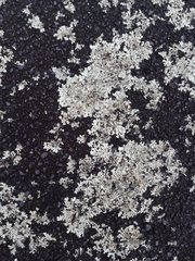 Xanthoparmelia scabrosa