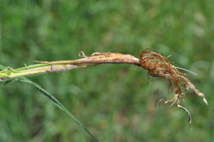 Bromus riparius