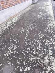 Xanthoparmelia scabrosa