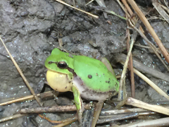 Hyla flaviventris