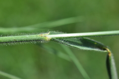 Bromus riparius