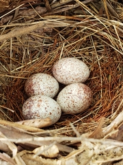 Pipilo erythrophthalmus