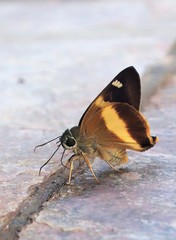 Hasora schoenherr chuza