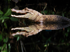 Caiman crocodilus fuscus