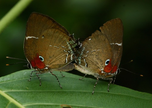 Porthecla porthura