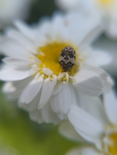 Bird Nest Carpet Beetle, Noord-Brabant, NL, photo 9 of 10