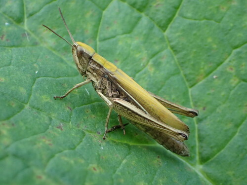 Lesser Marsh Grasshopper, photo 5 of 10
