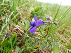 Delphinium menziesii