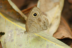 Ypthima nebulosa