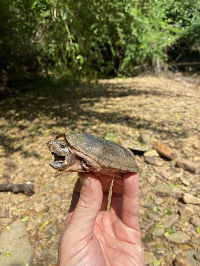 Stripe-necked Musk Turtle in June 2024 by Grover J. Brown · iNaturalist