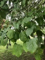 Tilia