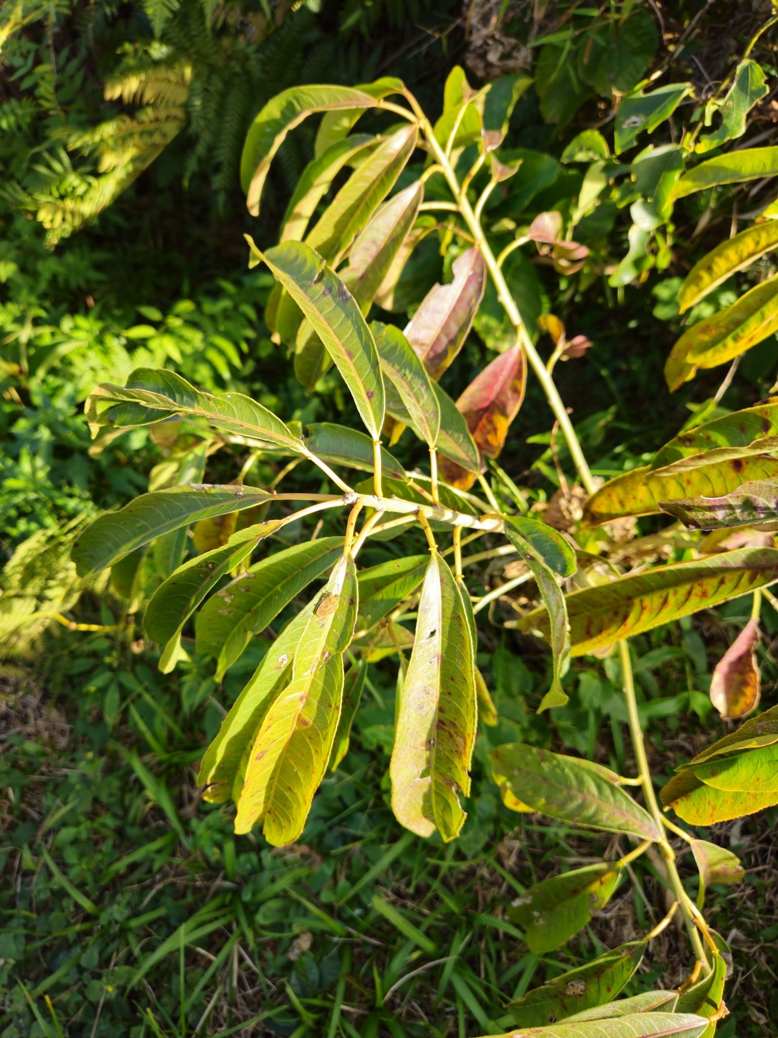 Sapium glandulosum