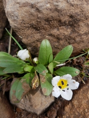 Hesperochiron pumilus