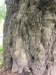 Tilia