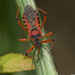 Rhynocoris iracundus - Photo (c) Yvan,  זכויות יוצרים חלקיות (CC BY-NC-SA)