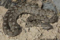 Hajar Saw-Scaled Viper photo 2