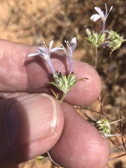 Eriastrum eremicum eremicum