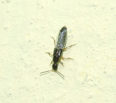 Philonthus aeneipennis