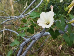 Calystegia occidentalis occidentalis