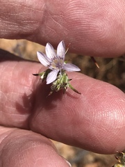 Eriastrum eremicum eremicum