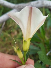 Calystegia occidentalis occidentalis