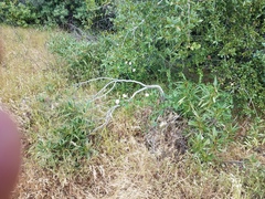 Calystegia occidentalis occidentalis