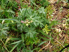 Delphinium menziesii