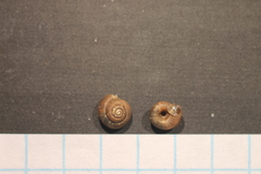 Discus whitneyi