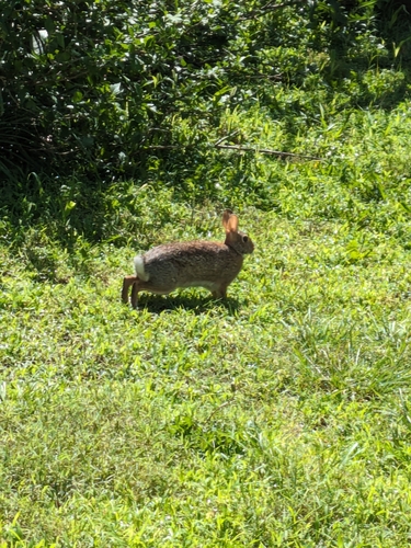 Eastern Cottontail photographed in Missouri