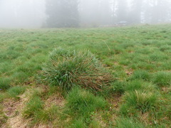 Elymus glaucus glaucus