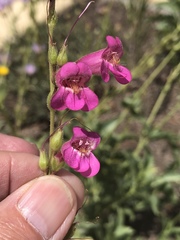 Penstemon bicolor roseus