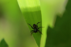Allocosa