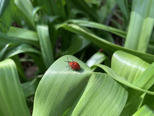 Lily leaf beetle
