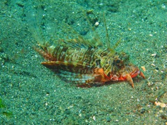 Blackfoot Firefish photo 4