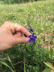Delphinium menziesii